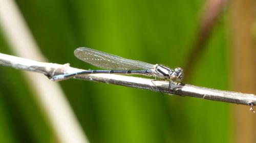 Coenagrion puella